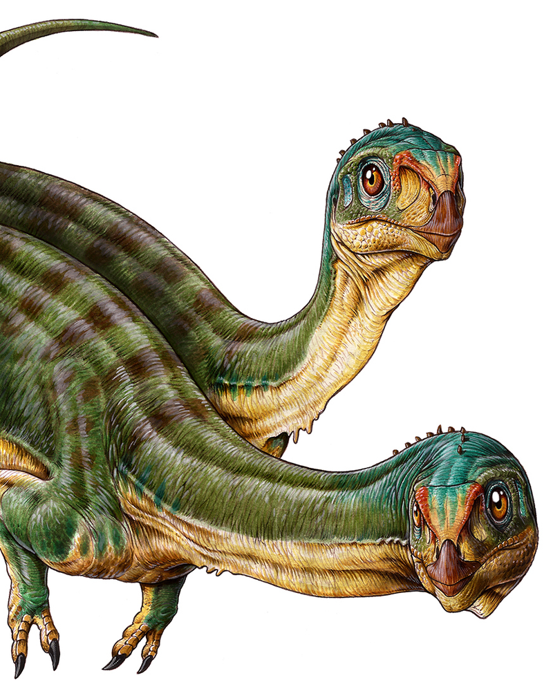 Illustration for article titled They’re Calling This Adorable Creature The ‘Platypus’ Of Dinosaurs